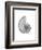 Nautilus Xray-Albert Koetsier-Framed Premium Giclee Print