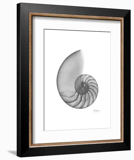 Nautilus Xray-Albert Koetsier-Framed Premium Giclee Print