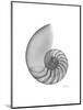 Nautilus Xray-Albert Koetsier-Mounted Premium Giclee Print