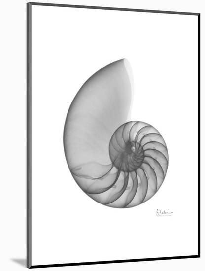 Nautilus Xray-Albert Koetsier-Mounted Premium Giclee Print