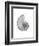 Nautilus Xray-Albert Koetsier-Framed Premium Giclee Print