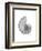 Nautilus Xray-Albert Koetsier-Framed Premium Giclee Print