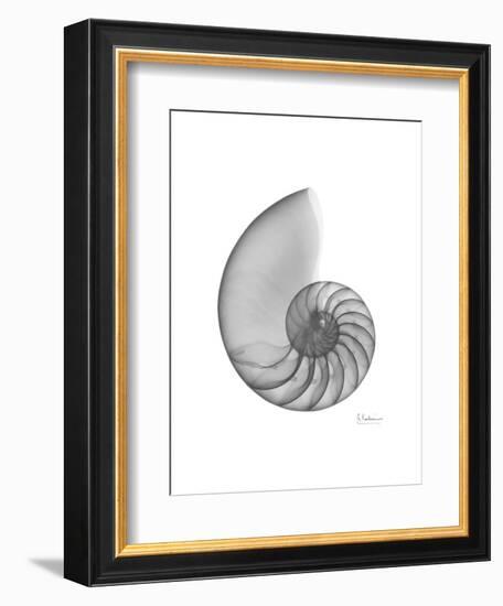 Nautilus Xray-Albert Koetsier-Framed Premium Giclee Print