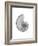 Nautilus Xray-Albert Koetsier-Framed Premium Giclee Print