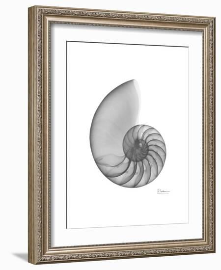 Nautilus Xray-Albert Koetsier-Framed Premium Giclee Print