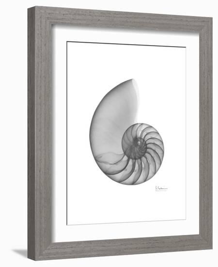 Nautilus Xray-Albert Koetsier-Framed Premium Giclee Print