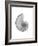 Nautilus Xray-Albert Koetsier-Framed Premium Giclee Print