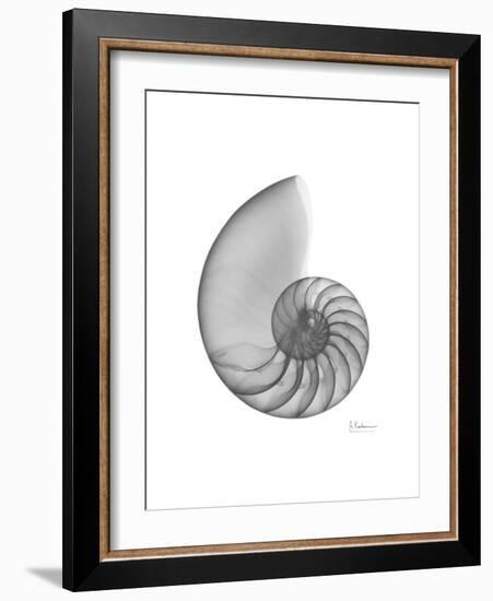 Nautilus Xray-Albert Koetsier-Framed Premium Giclee Print