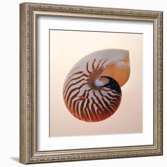 Nautilus-Tom Artin-Framed Art Print