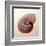 Nautilus-Tom Artin-Framed Art Print