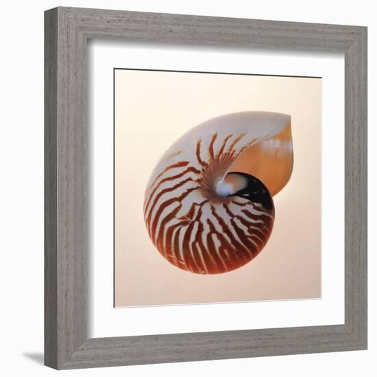 Nautilus-Tom Artin-Framed Art Print