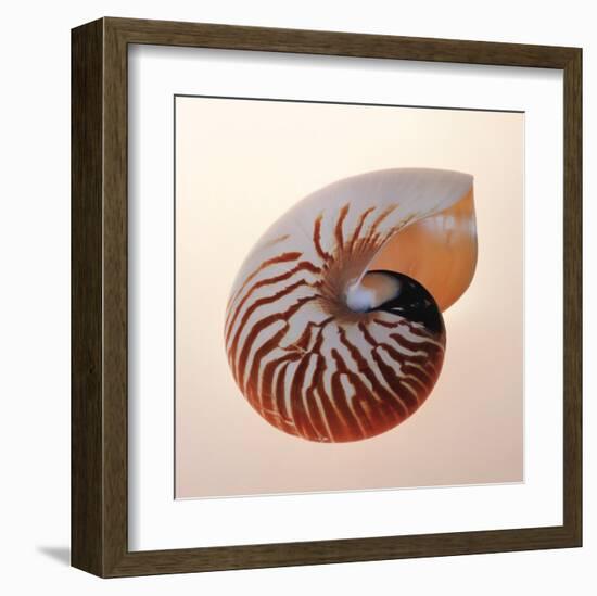 Nautilus-Tom Artin-Framed Art Print