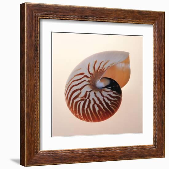 Nautilus-Tom Artin-Framed Art Print