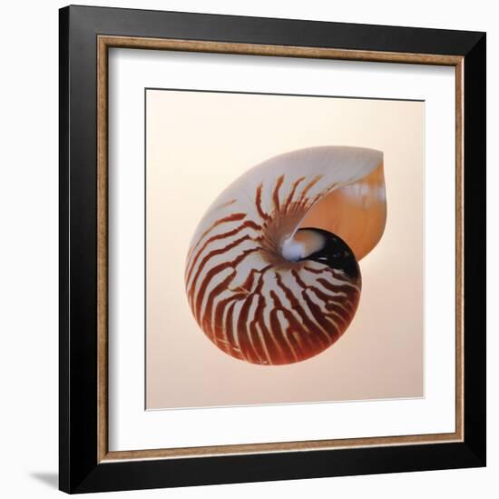 Nautilus-Tom Artin-Framed Art Print