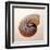 Nautilus-Tom Artin-Framed Art Print