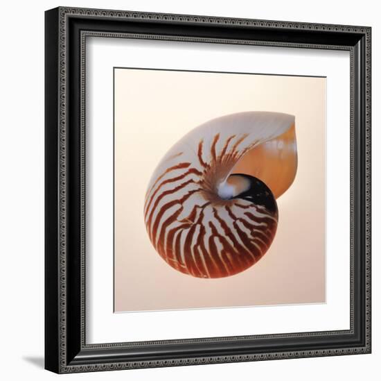 Nautilus-Tom Artin-Framed Art Print