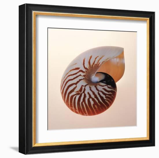 Nautilus-Tom Artin-Framed Art Print