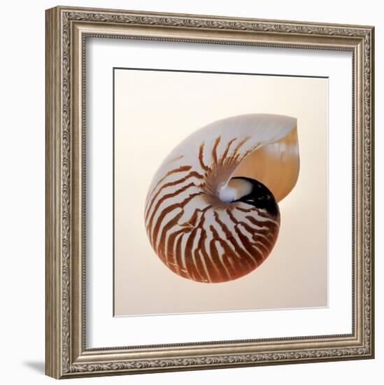 Nautilus-Tom Artin-Framed Giclee Print