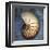 Nautilus-John Golden-Framed Giclee Print