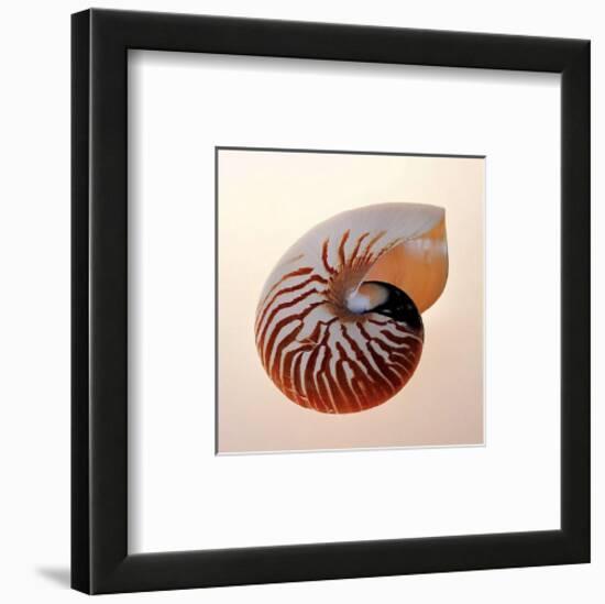 Nautilus-Tom Artin-Framed Art Print