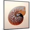 Nautilus-Tom Artin-Mounted Art Print