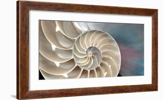 Nautilus-Andrew Levine-Framed Giclee Print