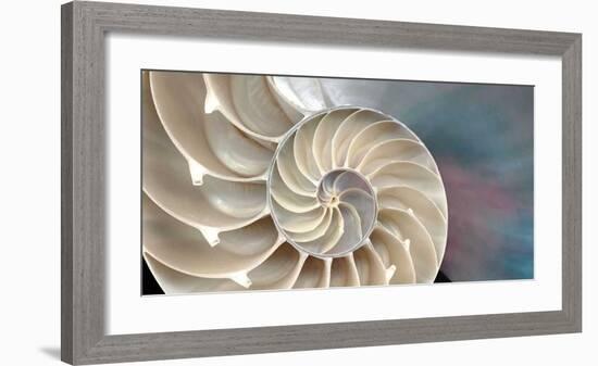 Nautilus-Andrew Levine-Framed Giclee Print