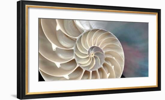 Nautilus-Andrew Levine-Framed Giclee Print