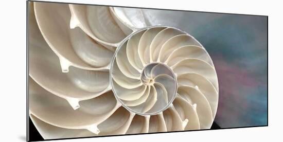 Nautilus-Andrew Levine-Mounted Giclee Print