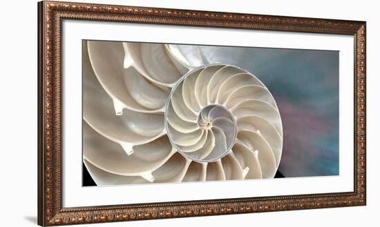 Nautilus-Andrew Levine-Framed Art Print