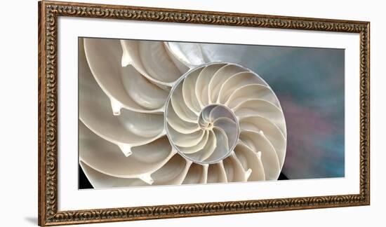 Nautilus-Andrew Levine-Framed Art Print