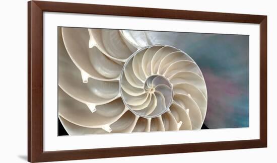 Nautilus-Andrew Levine-Framed Art Print