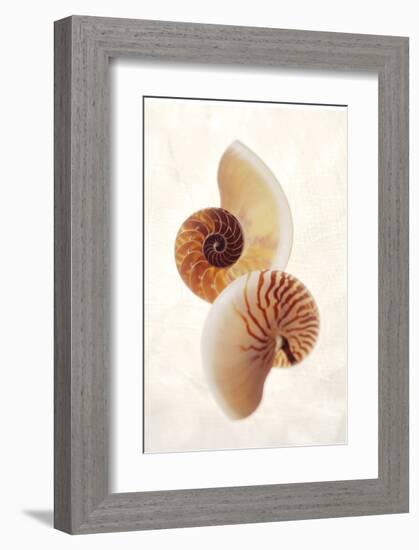 Nautilus-Glen and Gayle Wans-Framed Giclee Print