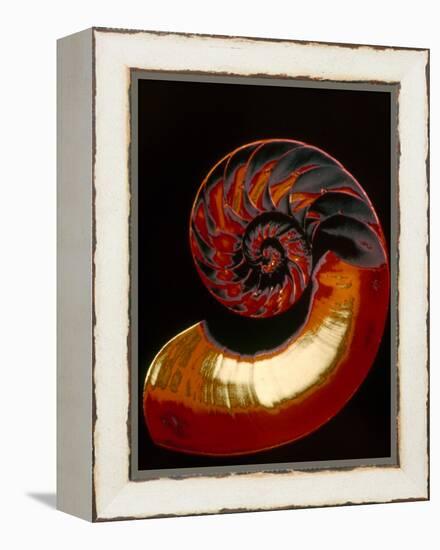 Nautilus-null-Framed Premier Image Canvas