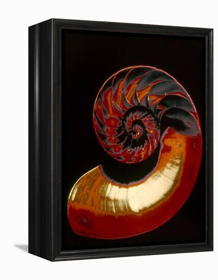 Nautilus-null-Framed Premier Image Canvas