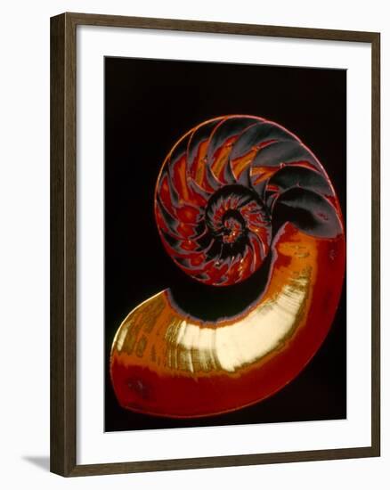 Nautilus-null-Framed Photographic Print