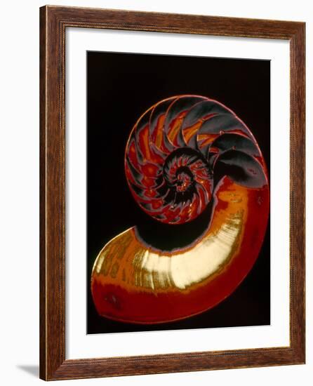 Nautilus-null-Framed Photographic Print