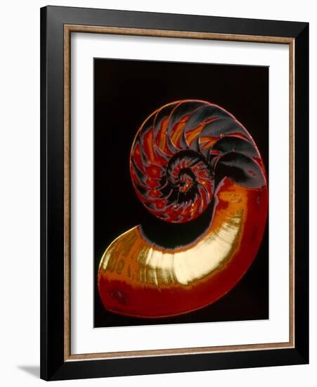 Nautilus-null-Framed Photographic Print