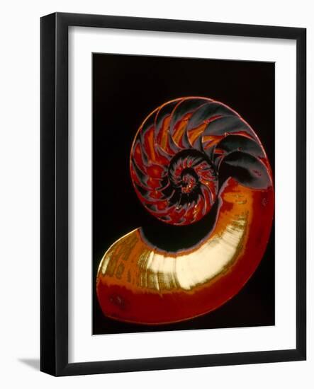 Nautilus-null-Framed Photographic Print