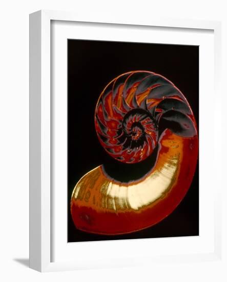 Nautilus-null-Framed Photographic Print