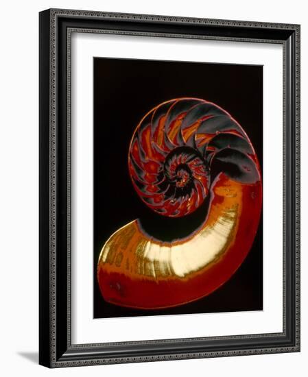 Nautilus-null-Framed Photographic Print