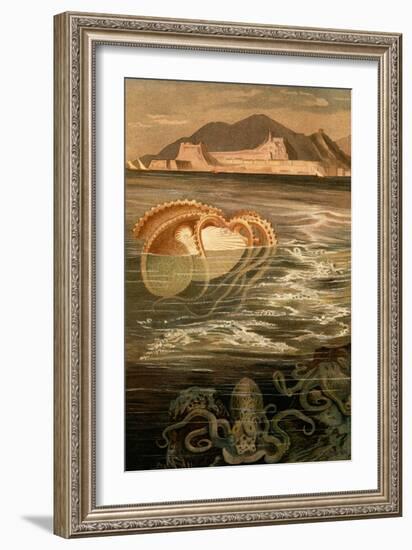 Nautilus-F.W. Kuhnert-Framed Art Print