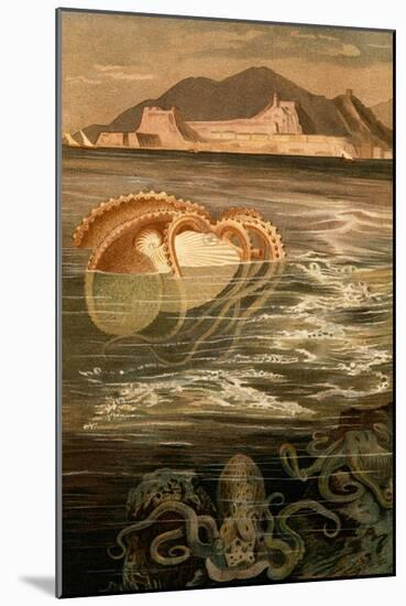 Nautilus-F.W. Kuhnert-Mounted Art Print