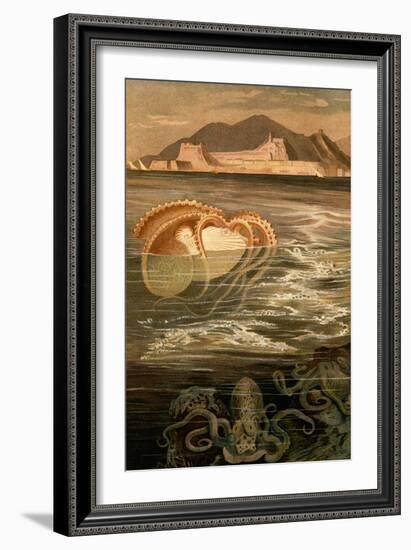 Nautilus-F.W. Kuhnert-Framed Art Print