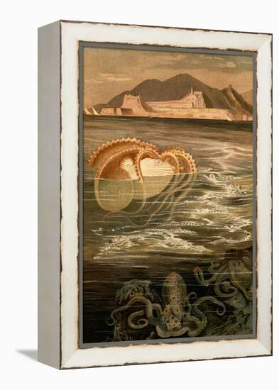 Nautilus-F.W. Kuhnert-Framed Stretched Canvas