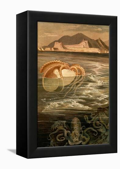 Nautilus-F.W. Kuhnert-Framed Stretched Canvas