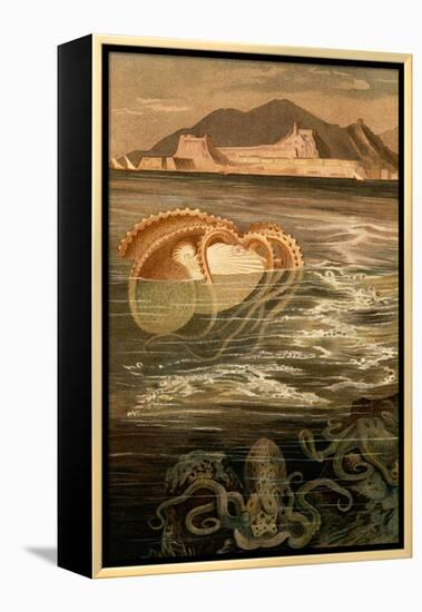 Nautilus-F.W. Kuhnert-Framed Stretched Canvas