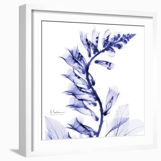 Navy Foxglove-Albert Koetsier-Framed Art Print