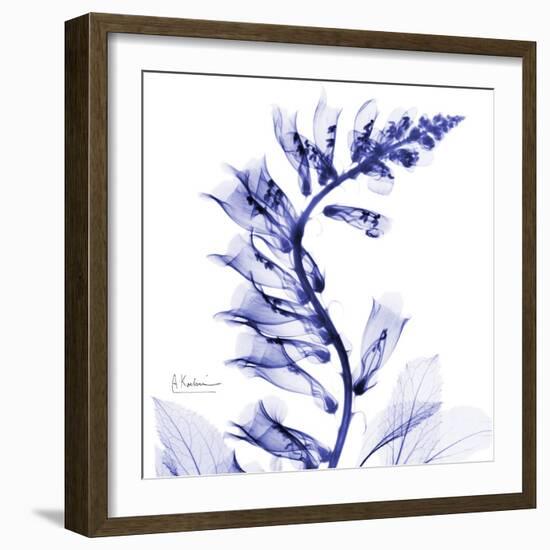 Navy Foxglove-Albert Koetsier-Framed Premium Giclee Print