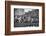 Navy Quaterback, George Welsh, Reaching Out to Complete Pass, During Army-Navy Game-John Dominis-Framed Photographic Print